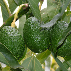 Aguacate - CULTIVAR, S.A.U